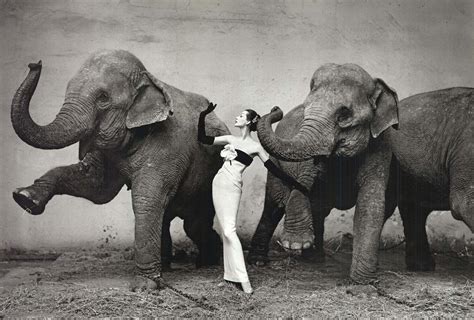 richard avedon elephant husband